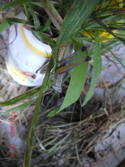 Staurorhectus longicornis