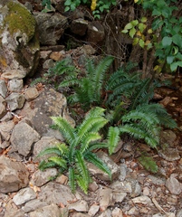 Blechnum punctulatum punctulatum