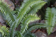 Blechnum punctulatum punctulatum