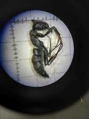 Pachycondyla crassinoda