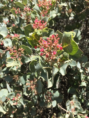 Rhus lentii, photograph 3