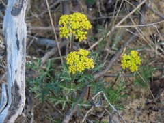 Lomatium parvifolium