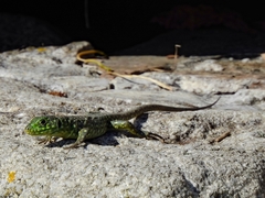 Timon lepidus lepidus