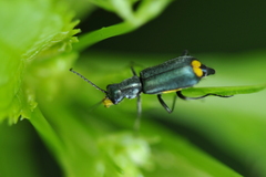 Clanoptilus elegans