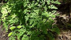 Adiantum tricholepis