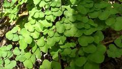 Adiantum tricholepis