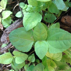 Calyptocarpus vialis