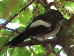 Trochocercus cyanomelas cyanomelas
