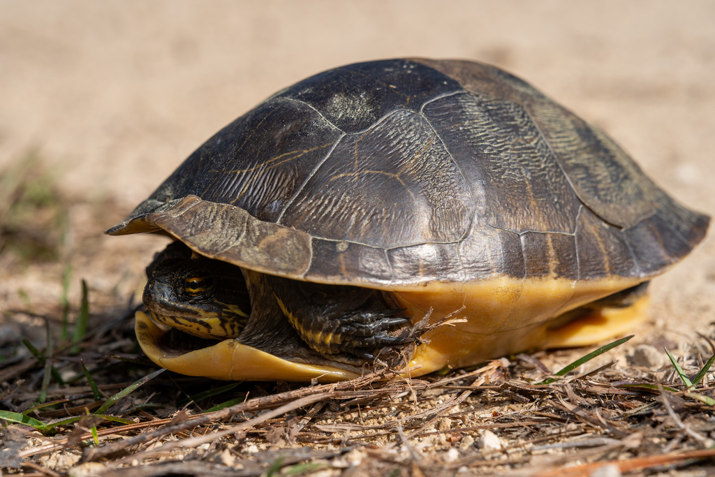 Eastern Chicken Turtle in March 2021 by evangrimes · iNaturalist