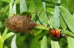 Podisus brevispinus