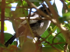 Trochocercus cyanomelas cyanomelas