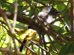 Trochocercus cyanomelas cyanomelas