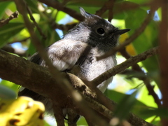Trochocercus cyanomelas cyanomelas