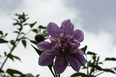 Dahlia excelsa