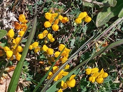 Lotus longisiliquosus