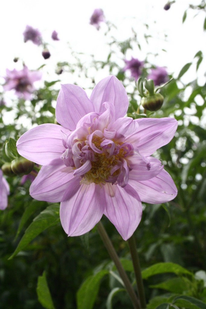 Tree Dahlia