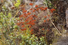 Crassula pruinosa