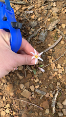 Erythronium albidum