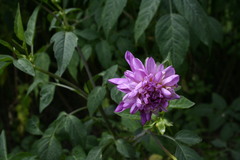 Dahlia excelsa