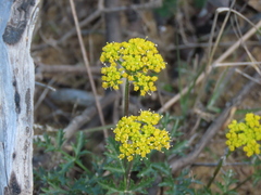 Lomatium parvifolium