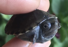 Kinosternon herrerai