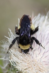 Bombus pensylvanicus image