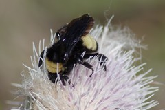 Bombus pensylvanicus image