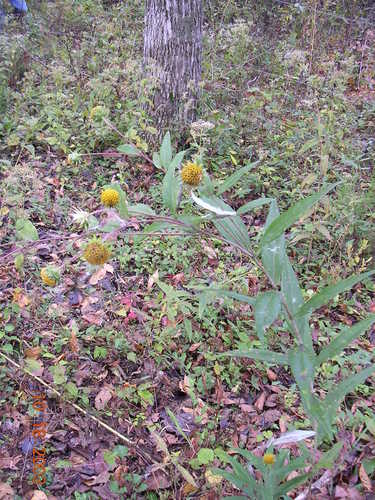 Image of Helianthus eggertii by no rights reserved