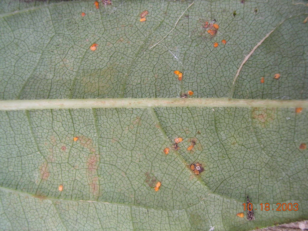 Coleosporium helianthi