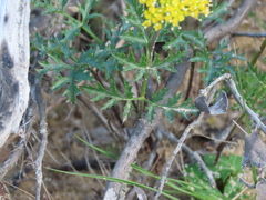 Lomatium parvifolium
