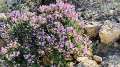 Thymus hyemalis