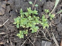 Stellaria media