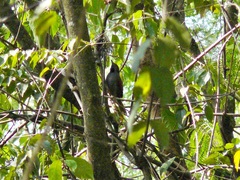 Synallaxis brachyura