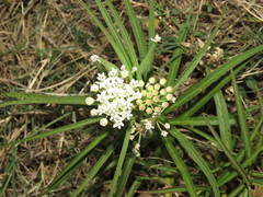 Asclepias woodsoniana