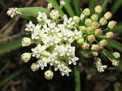 Asclepias woodsoniana