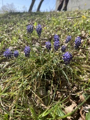 Muscari neglectum
