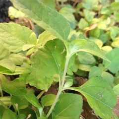 Calyptocarpus vialis