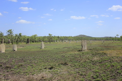 Amitermes meridionalis