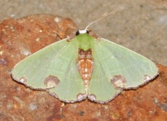 Centrochria deprensa