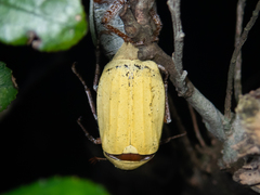 Cyphochilus apicalis