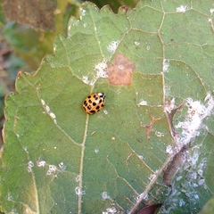Harmonia axyridis