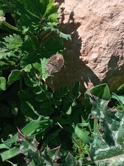 Dolycoris