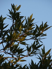 Quercus trojana