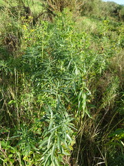 Euphorbia lucida