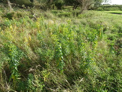 Euphorbia lucida