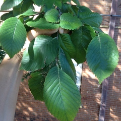 Ulmus