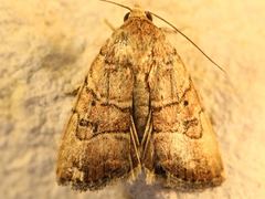 Elaphria fuscimacula