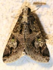 Melipotis famelica