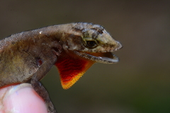 Anolis quaggulus