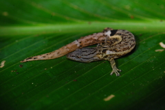Sphaerodactylus millepunctatus